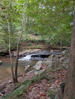 Serene creek forest Lynn Saluda area near Tryon NC